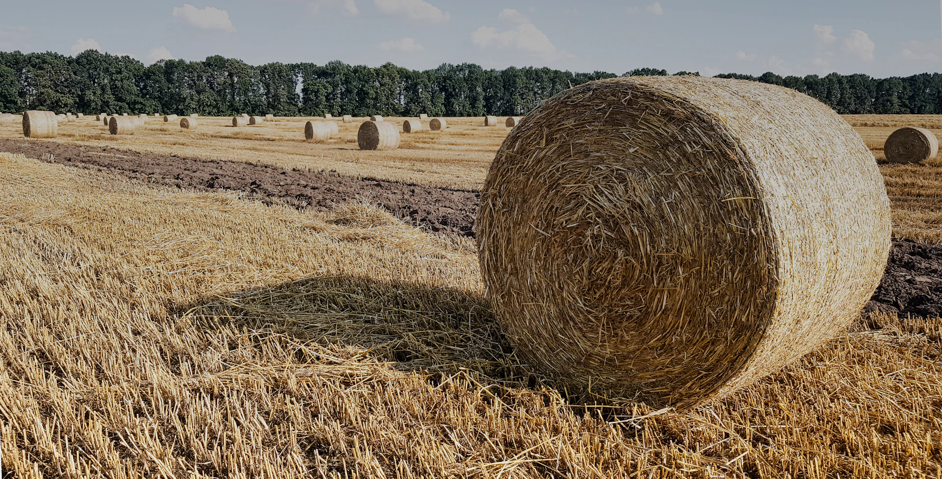 round hay bale lot in field