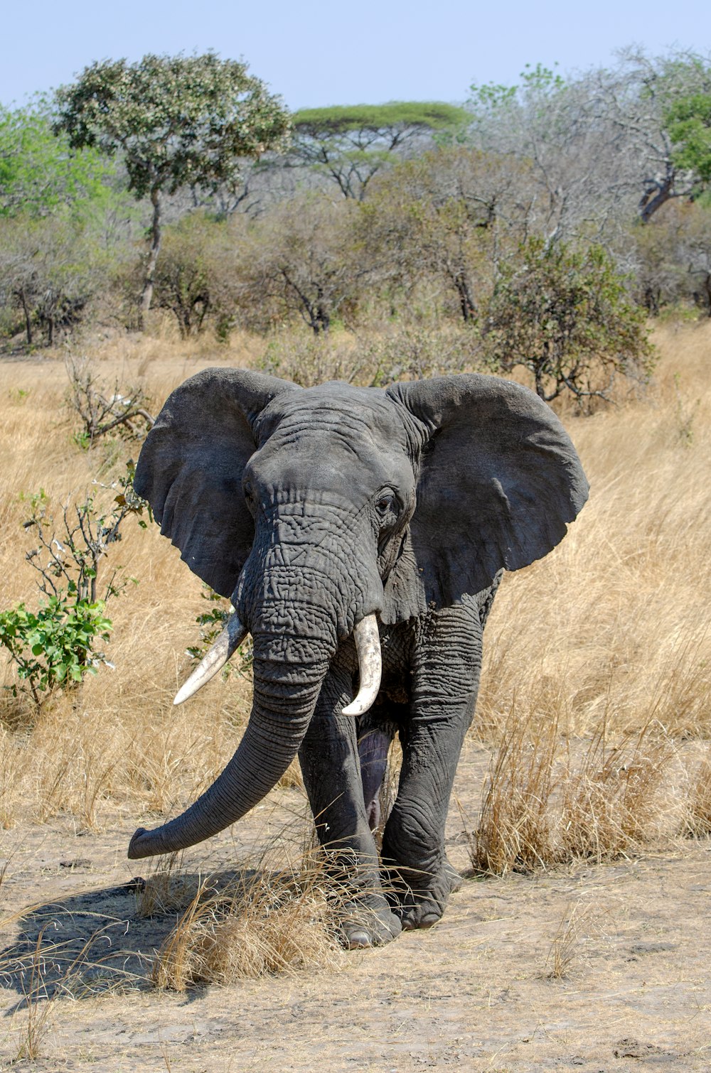 grey elephant cub