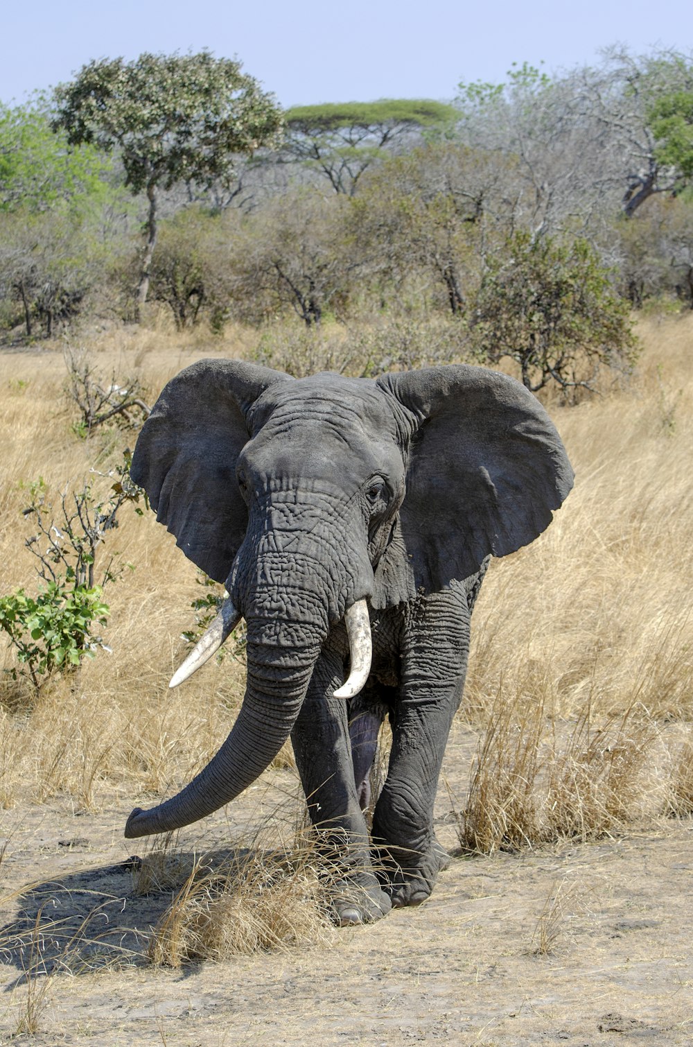 grey elephant cub