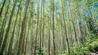 green-leafed trees during daytime