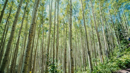 green-leafed trees during daytime