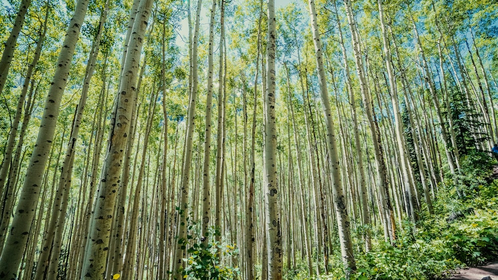 arbres à feuilles vertes pendant la journée