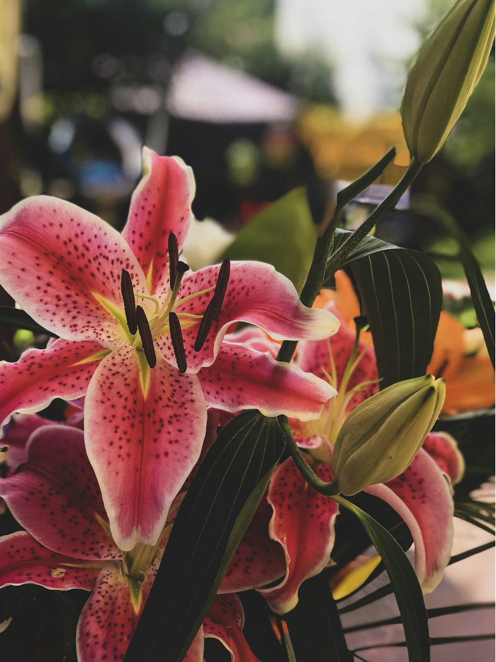 pink petaled flower