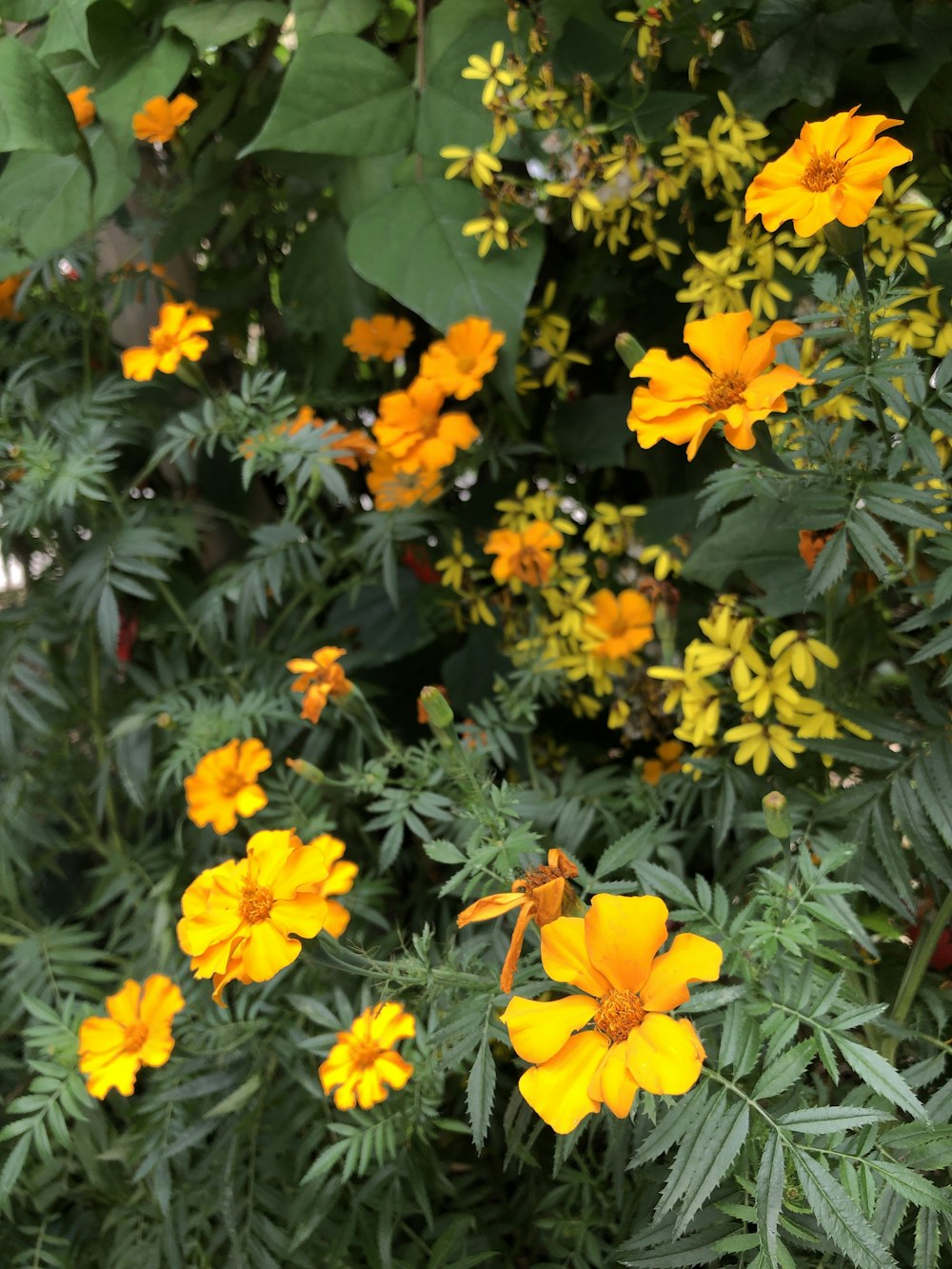 yellow petaled flower