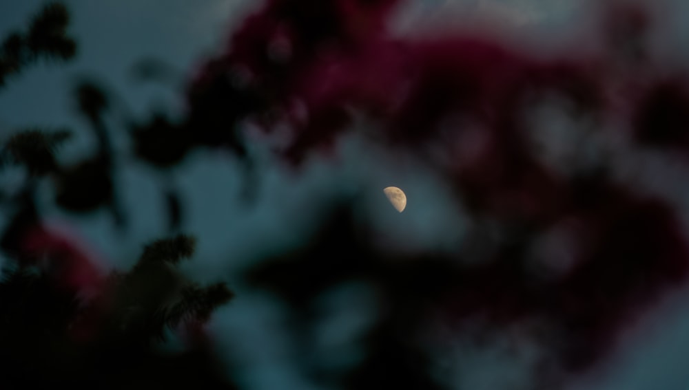 moon through pink-petaled flowers