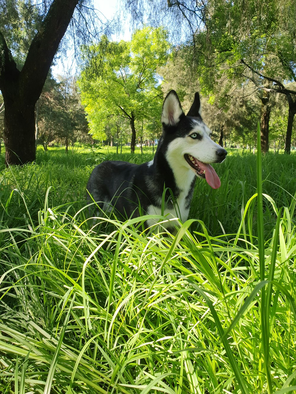 white and black Siberian husky