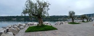 The peaceful lakeside path near Casa Angelo, lined with wildflowers and olive trees.