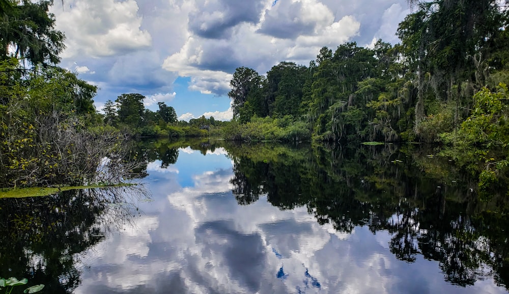 body of water with reflections of trees