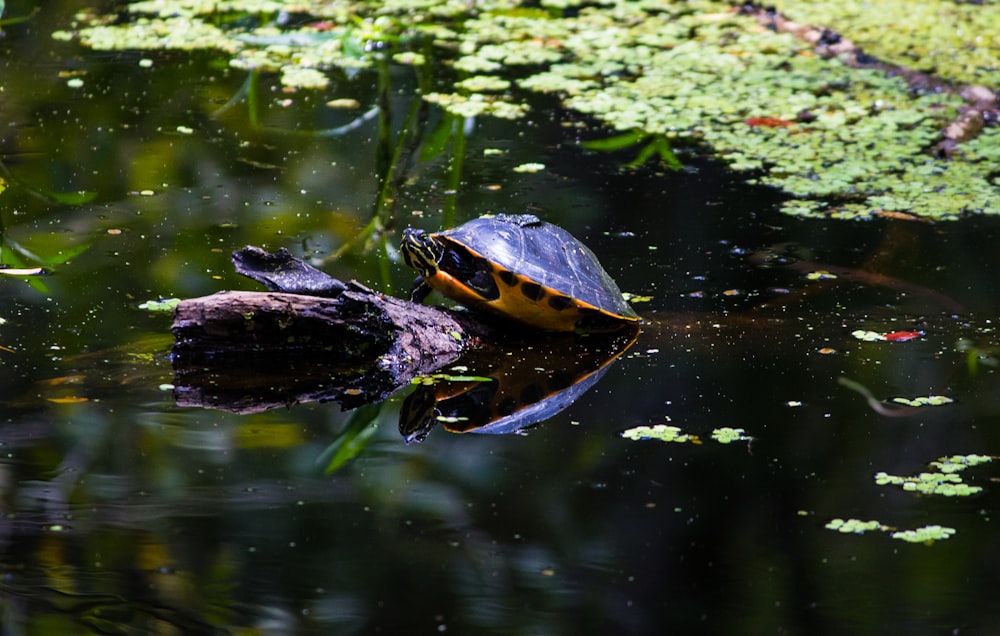 black turtle in lake