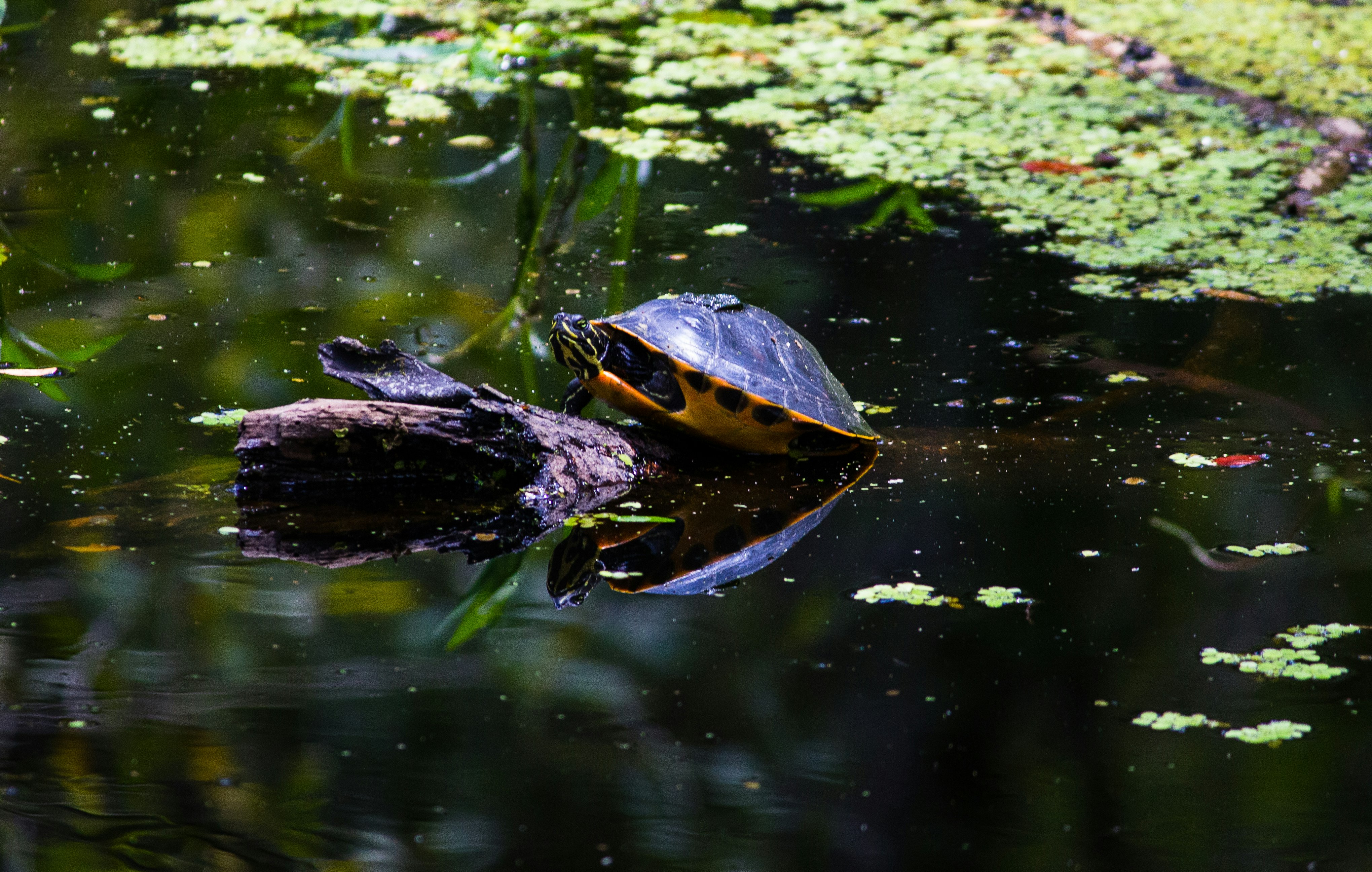 black turtle in lake