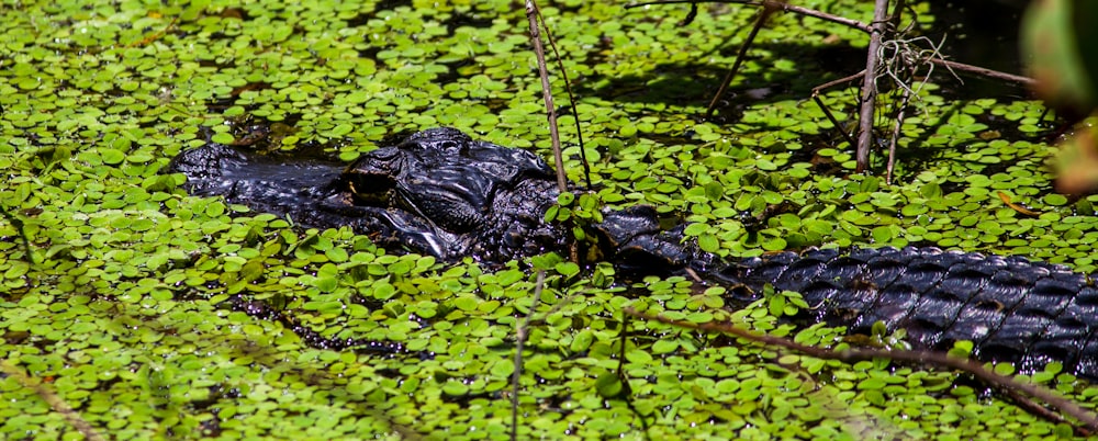 black crocodile