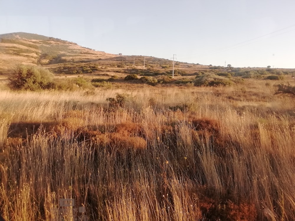 brown grassland across white power towers