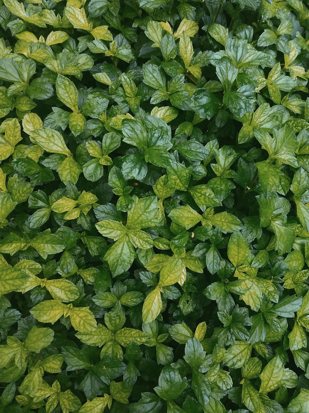 ovate green-leafed plants