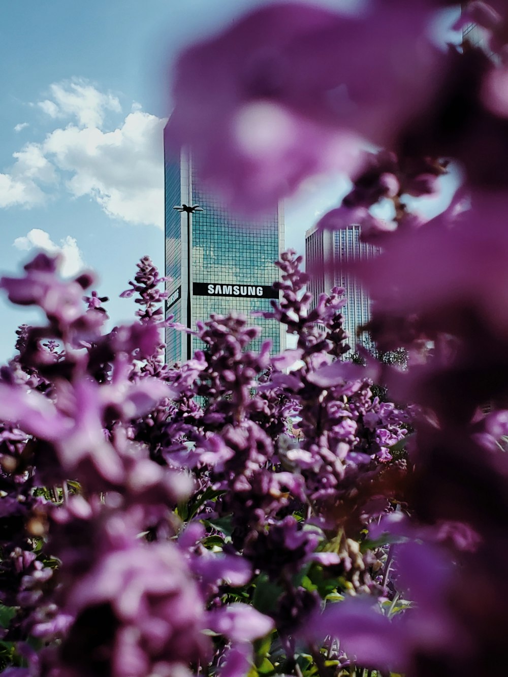 Samsung building through pink-petaled flowers