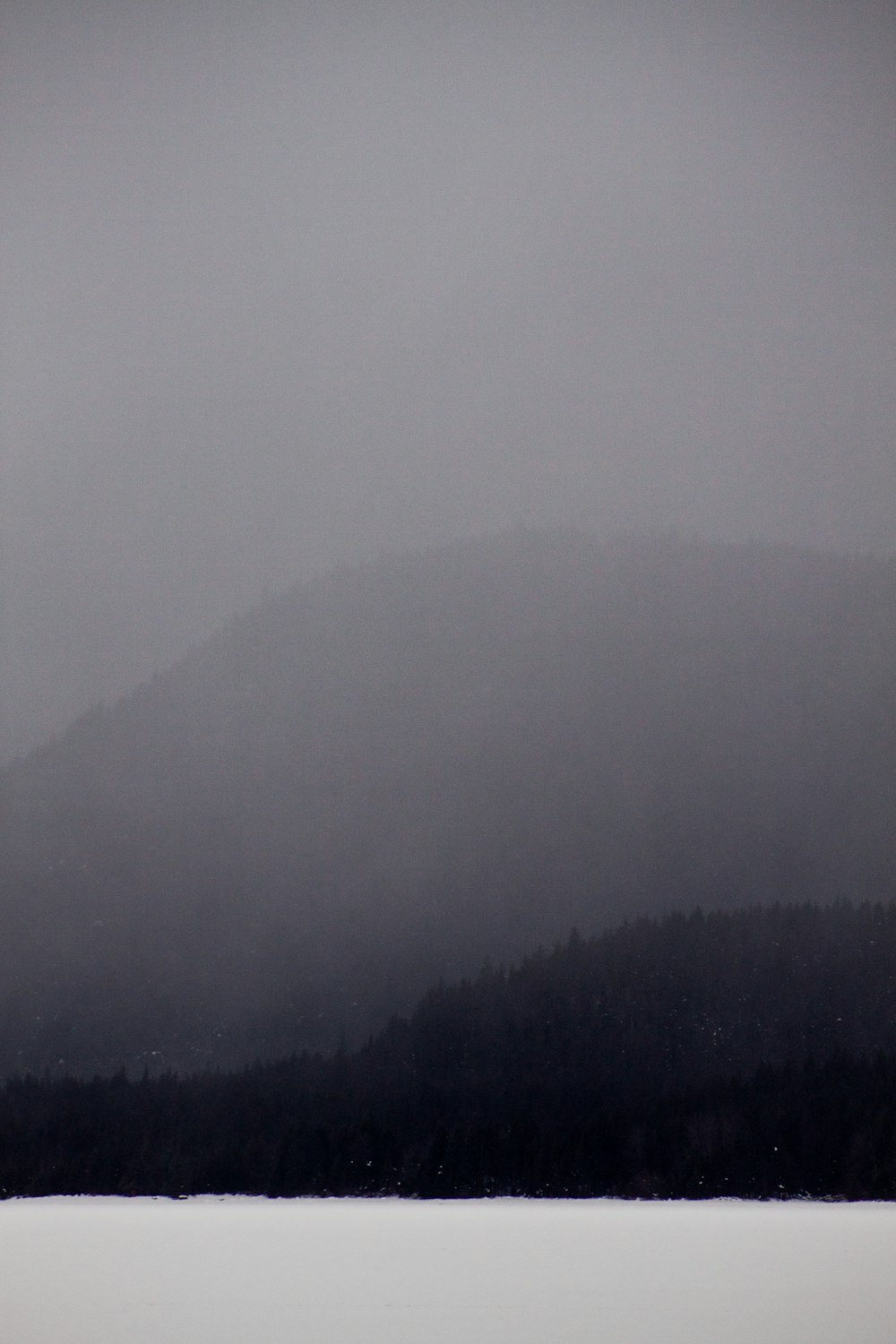 trees in mountain