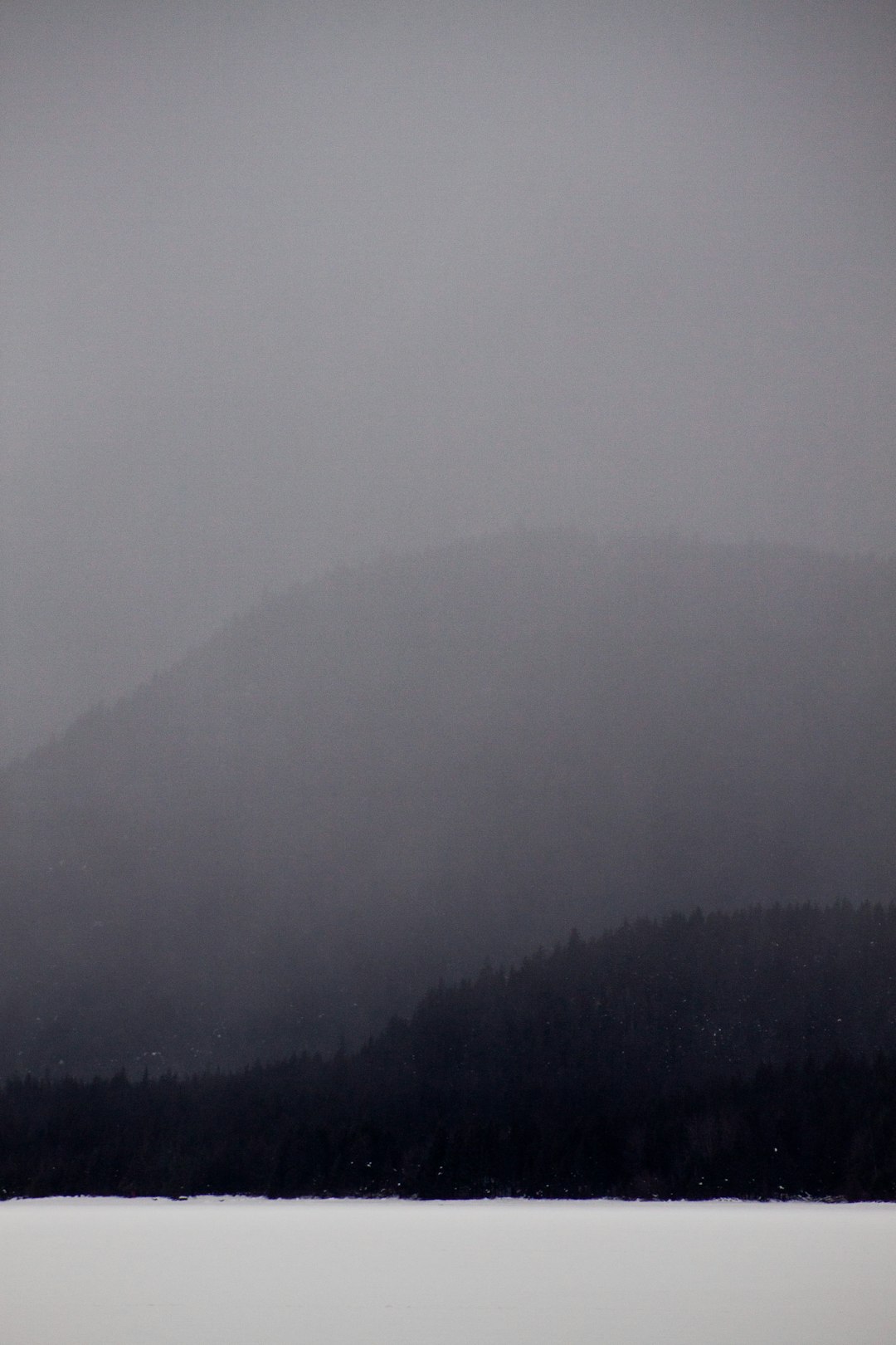 trees in mountain