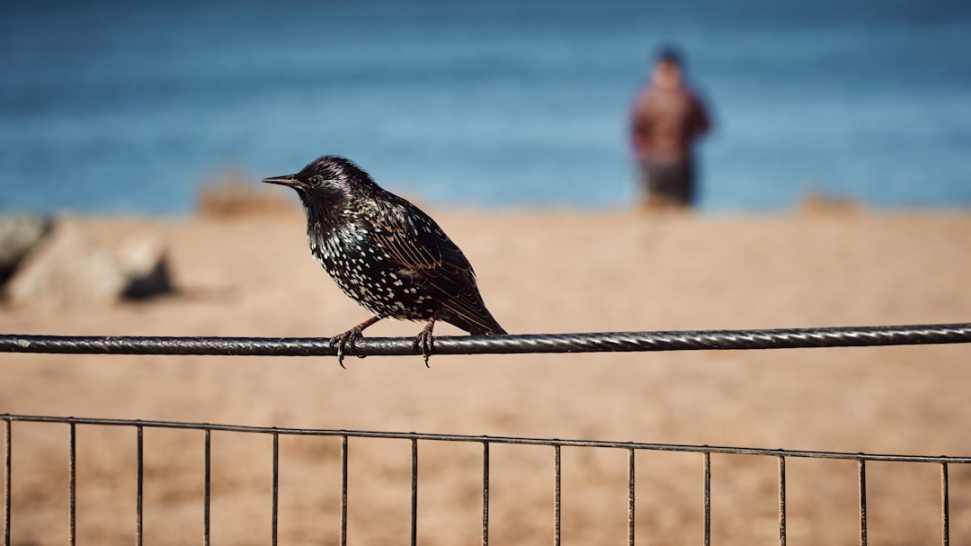 focus photography of black bird