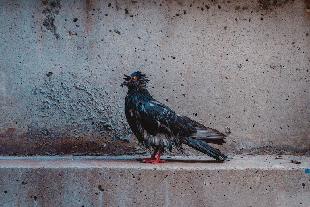 black and gray bird on concrete surface