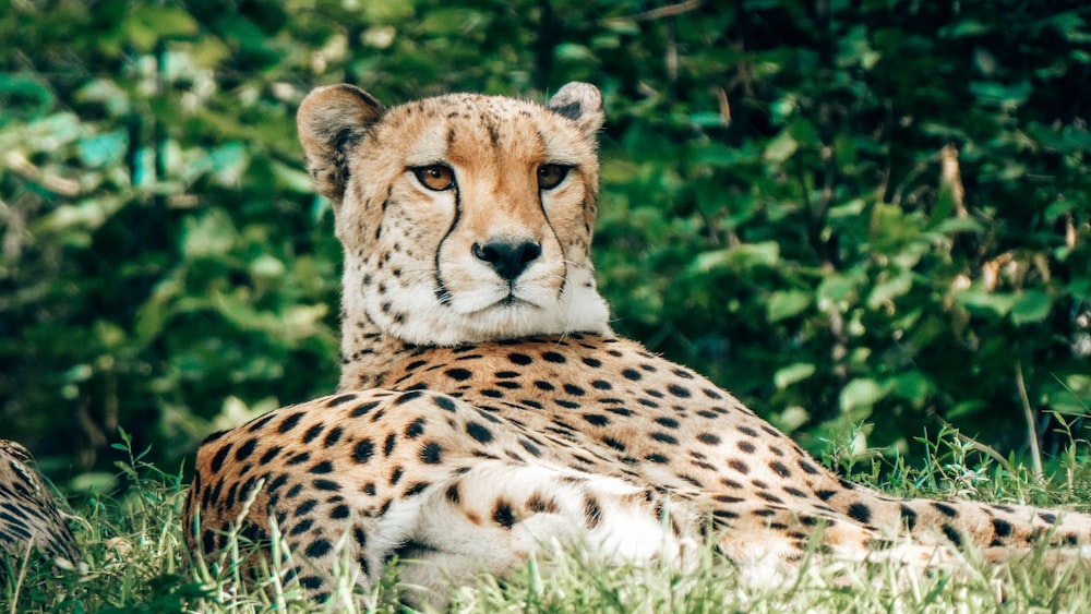 cheetah lies near bush