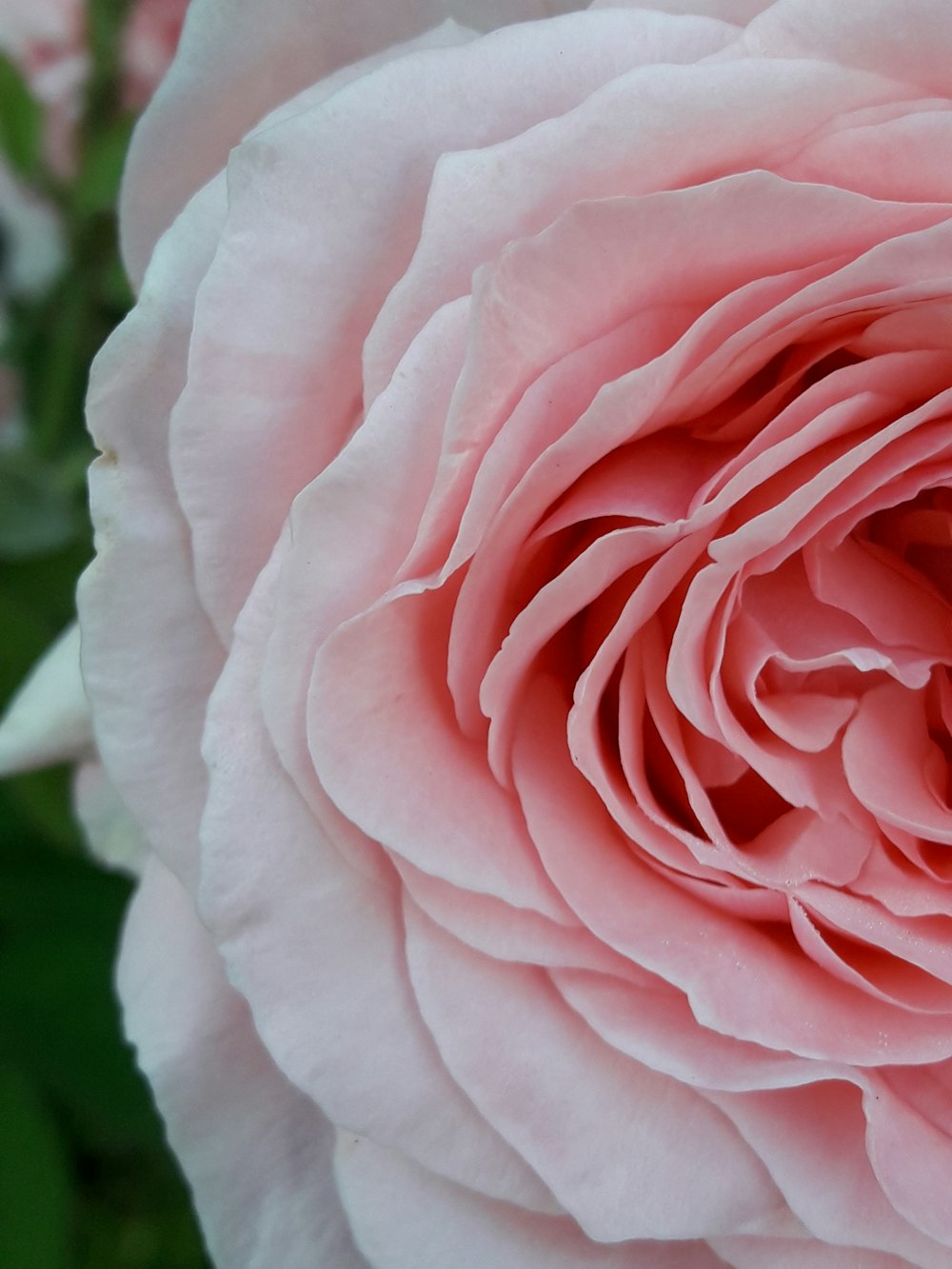 close-up photography of pink rose