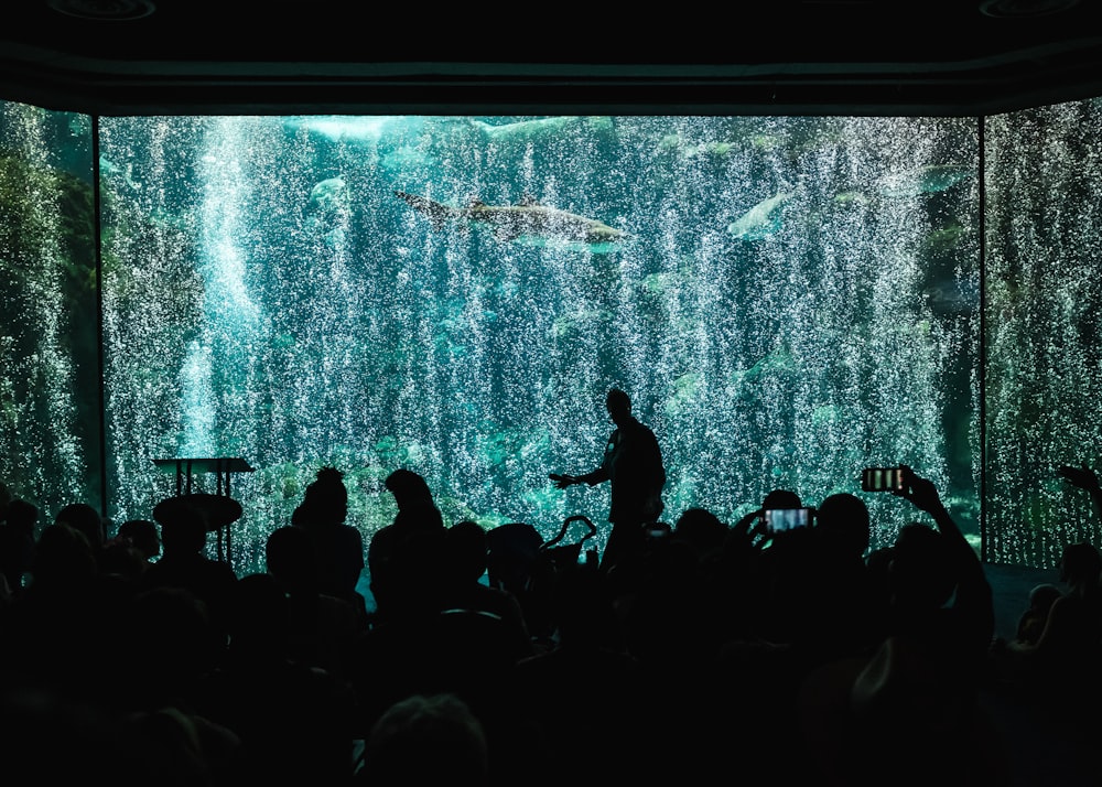 silhouette of man in big aquarium