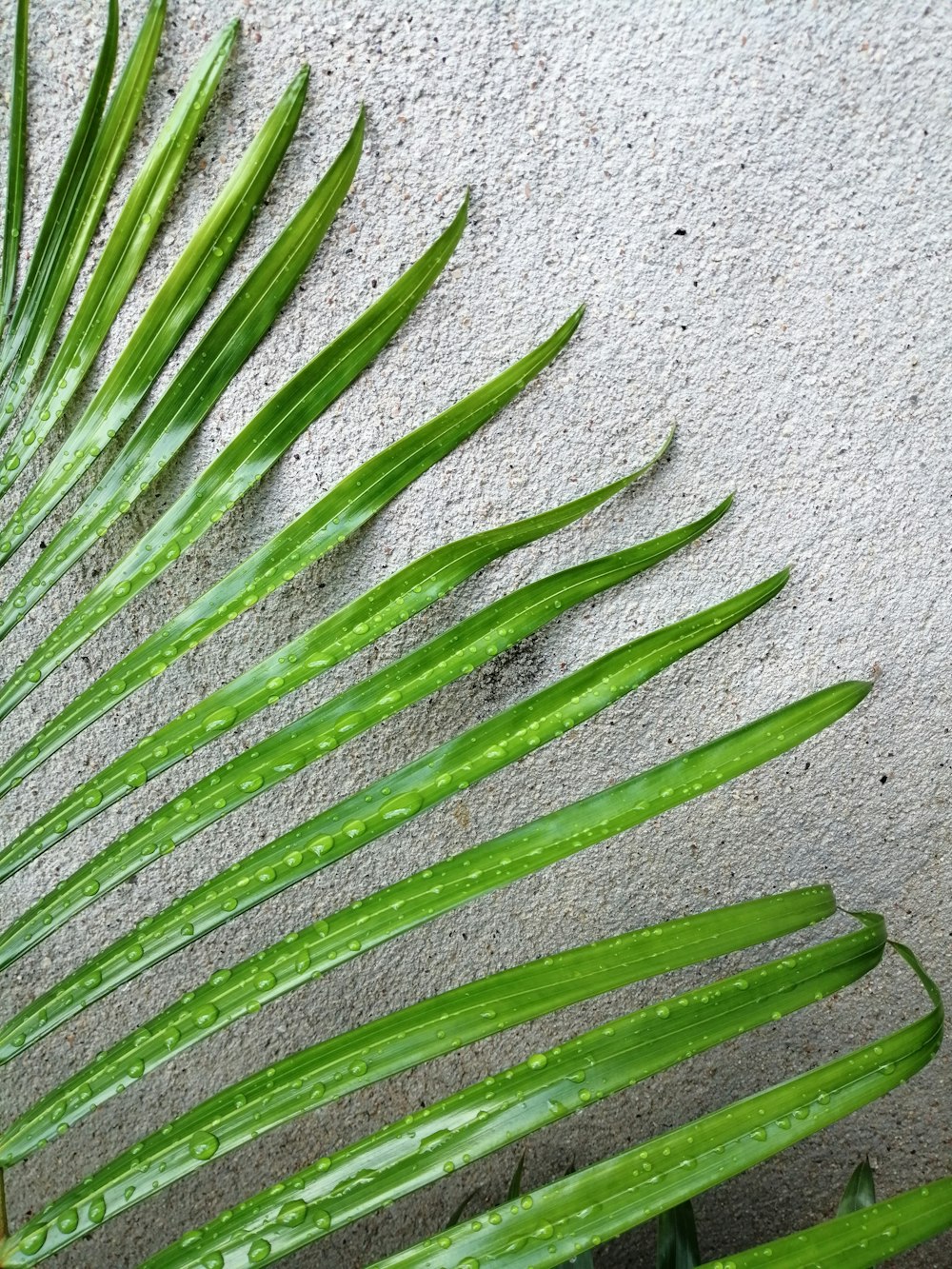 green palm