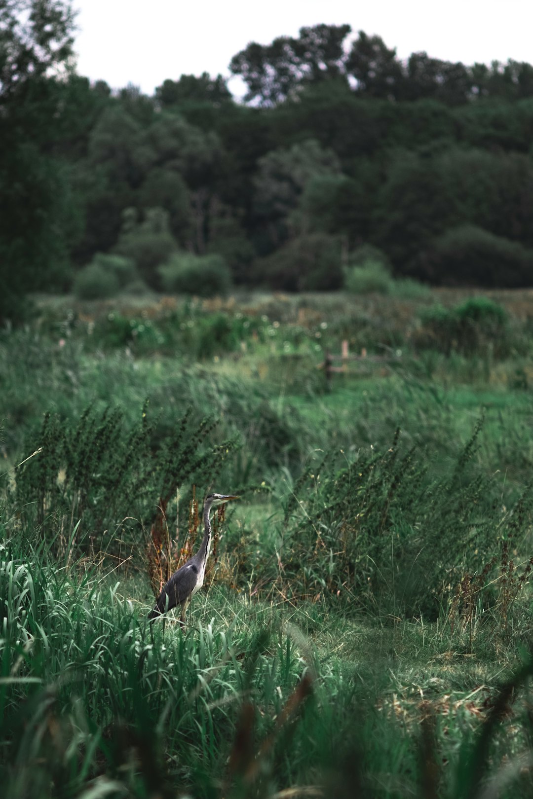 gray and white bird on grass