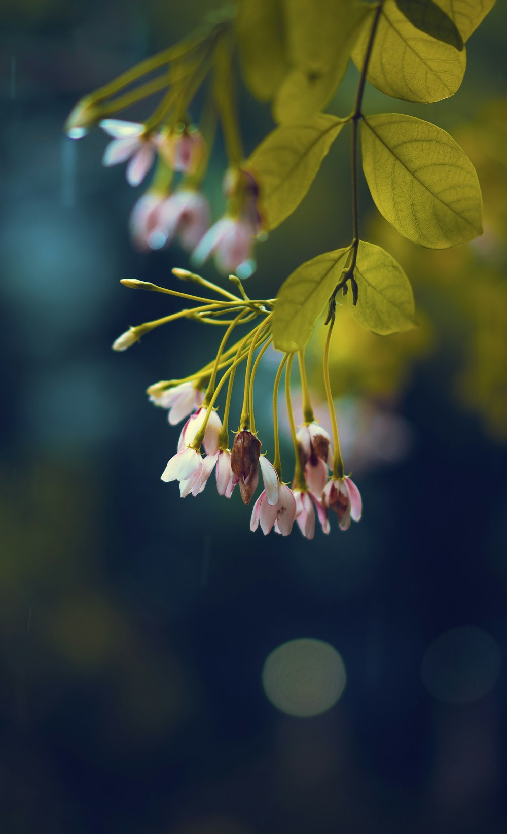 緑の葉とピンクの花のマクロ撮影