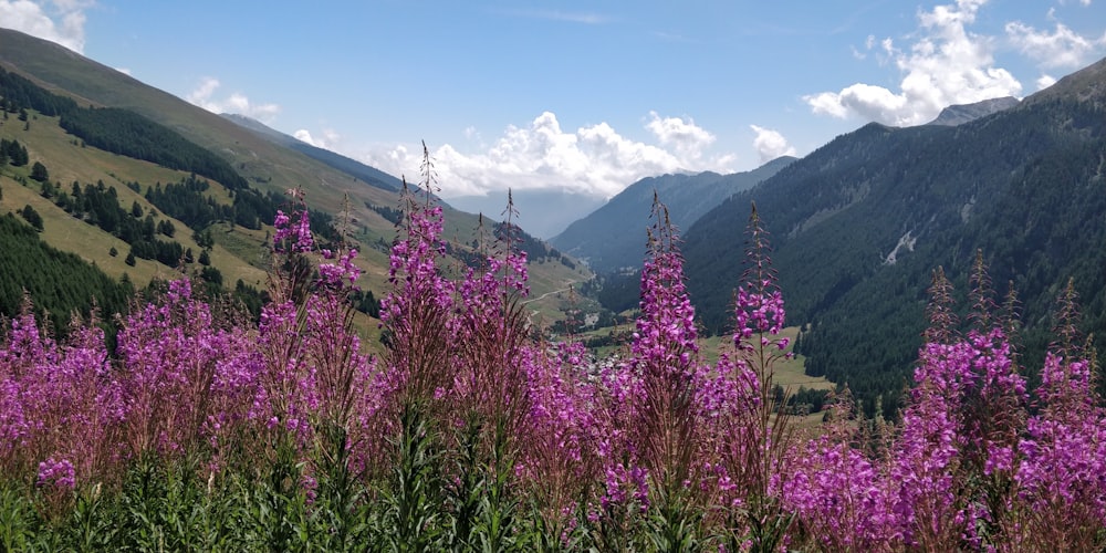 bed of pink petaled flowers