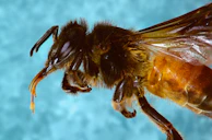 Detailed macro image showing the iridescent wings of a stingless melipona bee in flight.