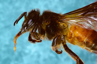 Detailed macro image showing the iridescent wings of a stingless melipona bee in flight.