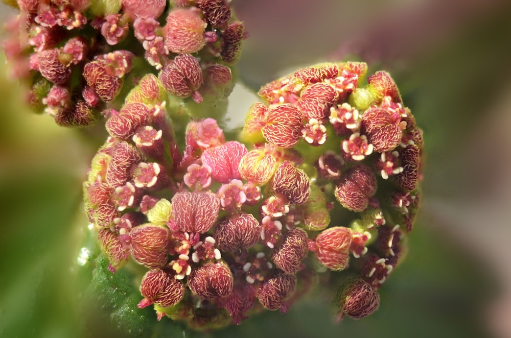 red flowers