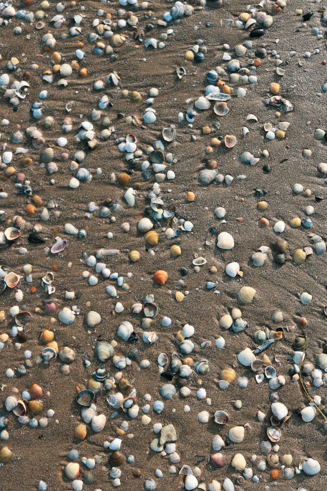 assorted-color sea shell lot