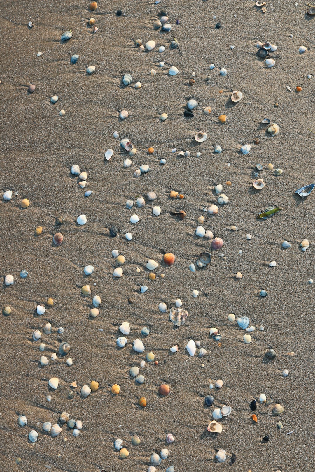 seashells on shore