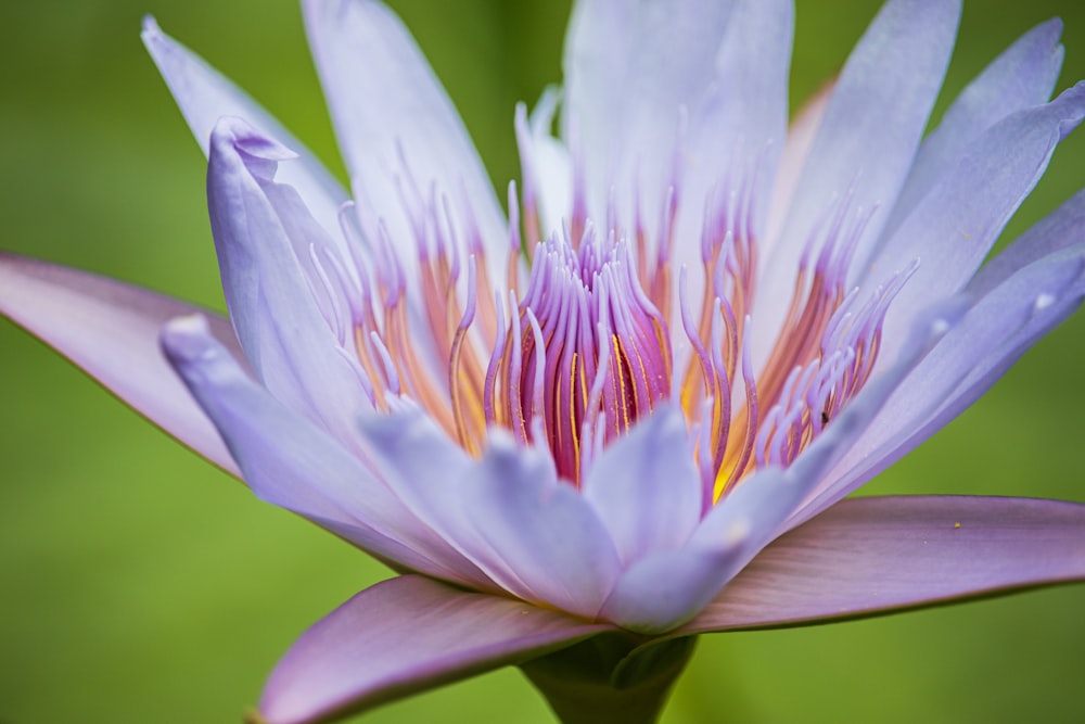 focus photography of purple petaled flower