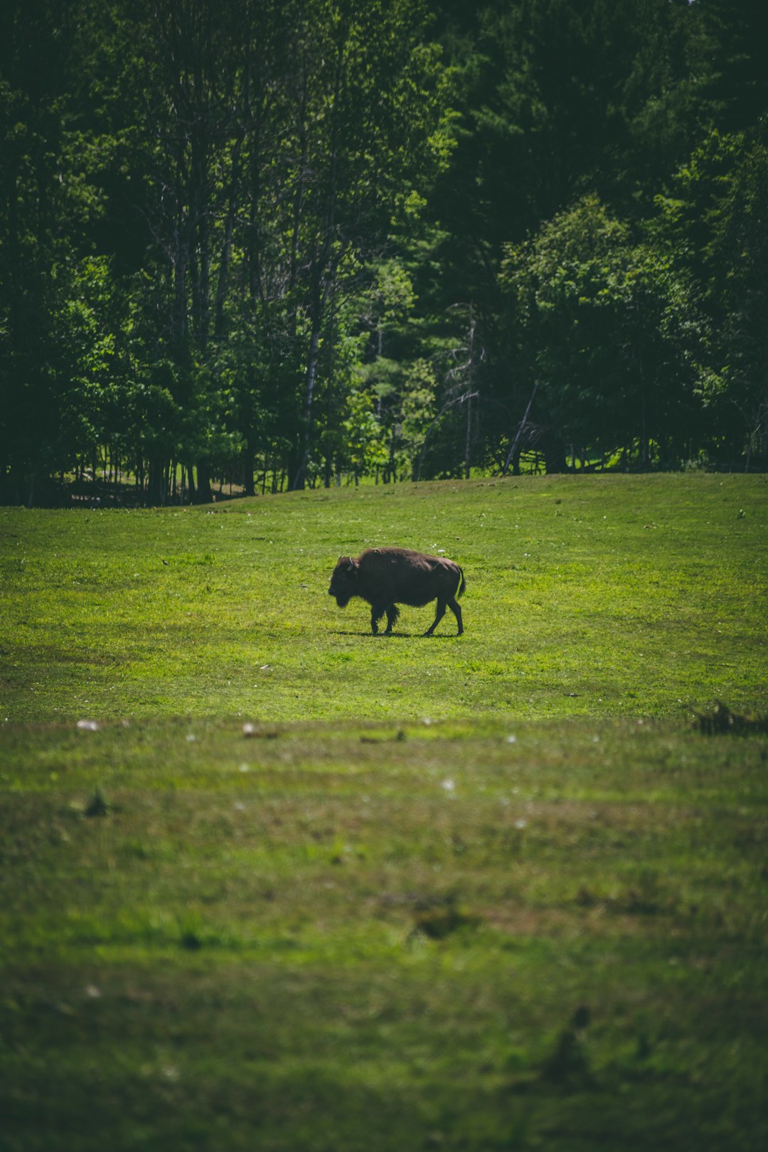 Buffalo Bison roaming through a plain