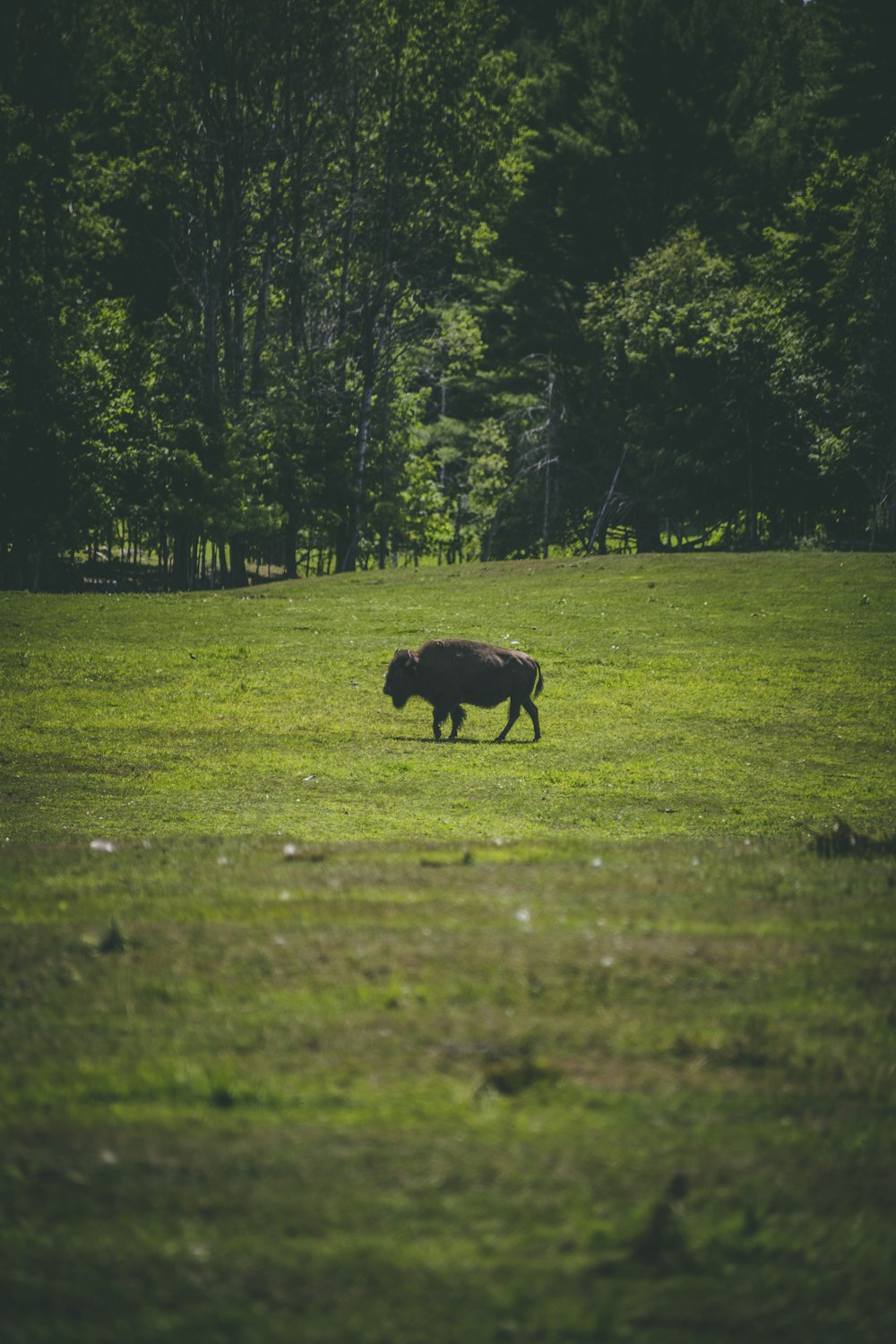 black bison