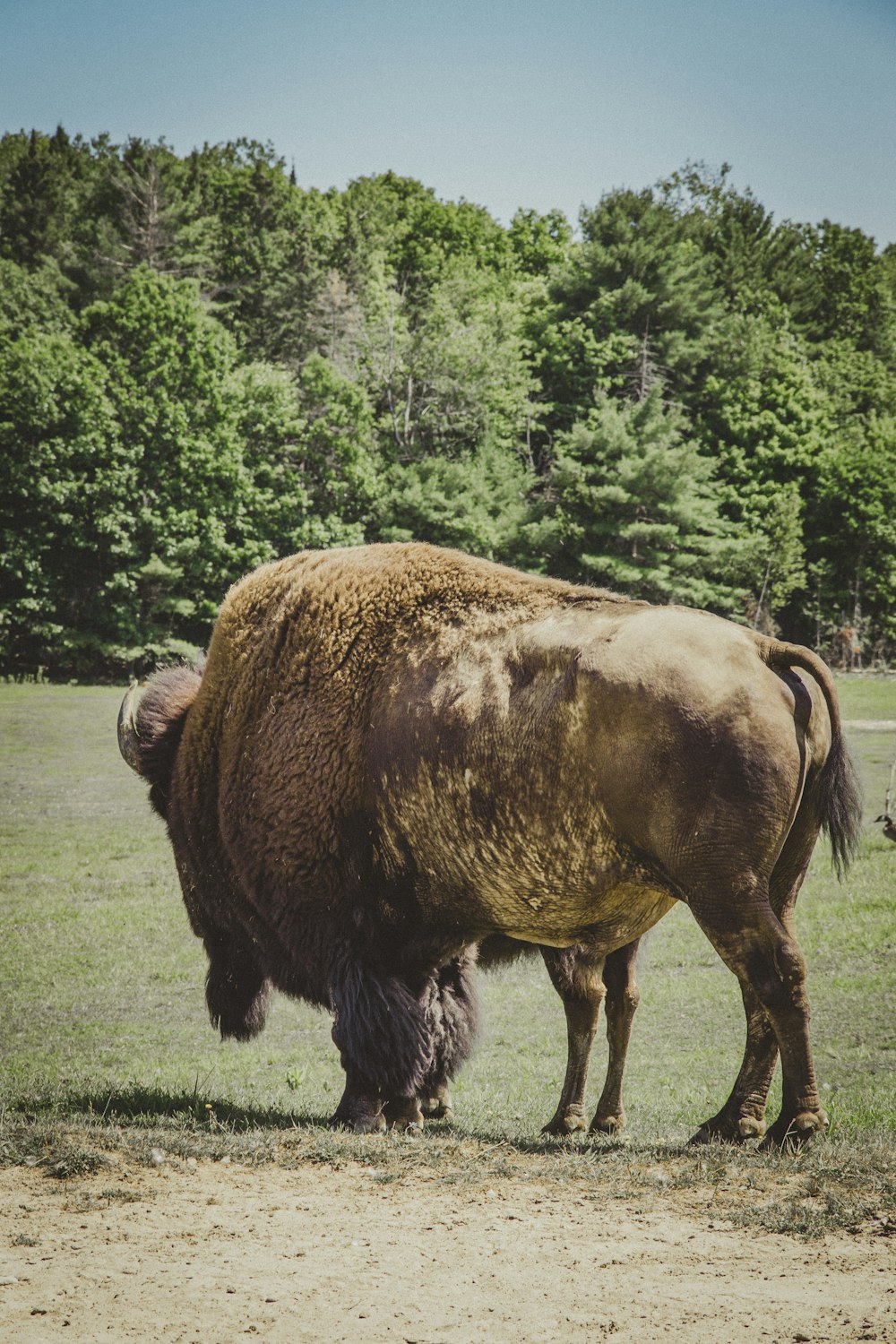 adult bison on grass field