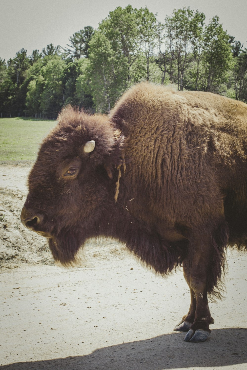 brown cow