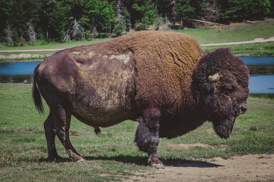 selective focus photography of brown bull during daytime