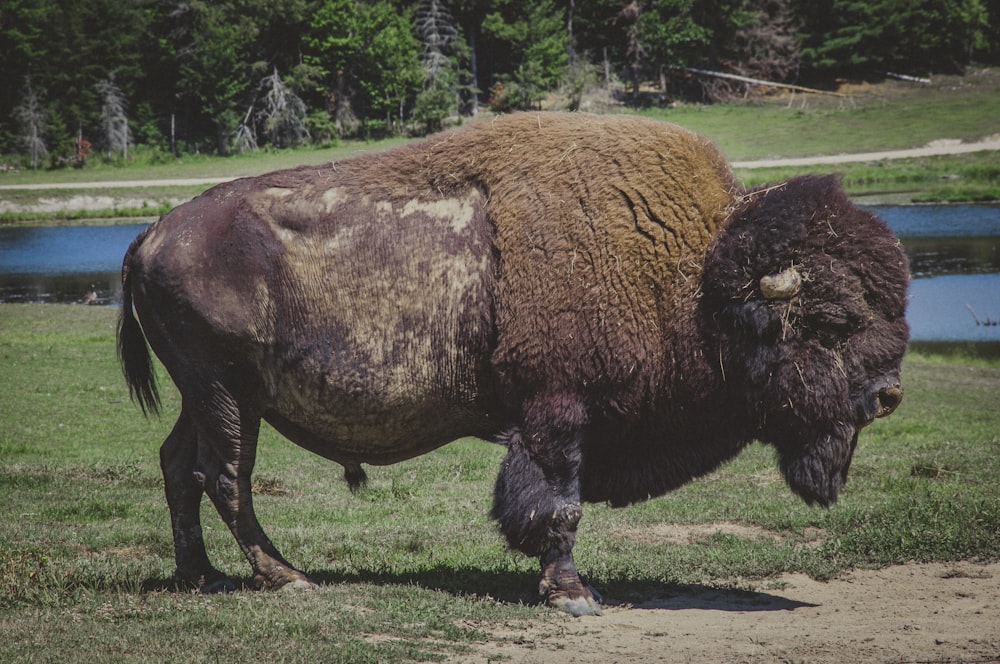 selective focus photography of brown bull during daytime