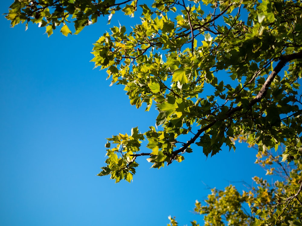 green-leafed tree