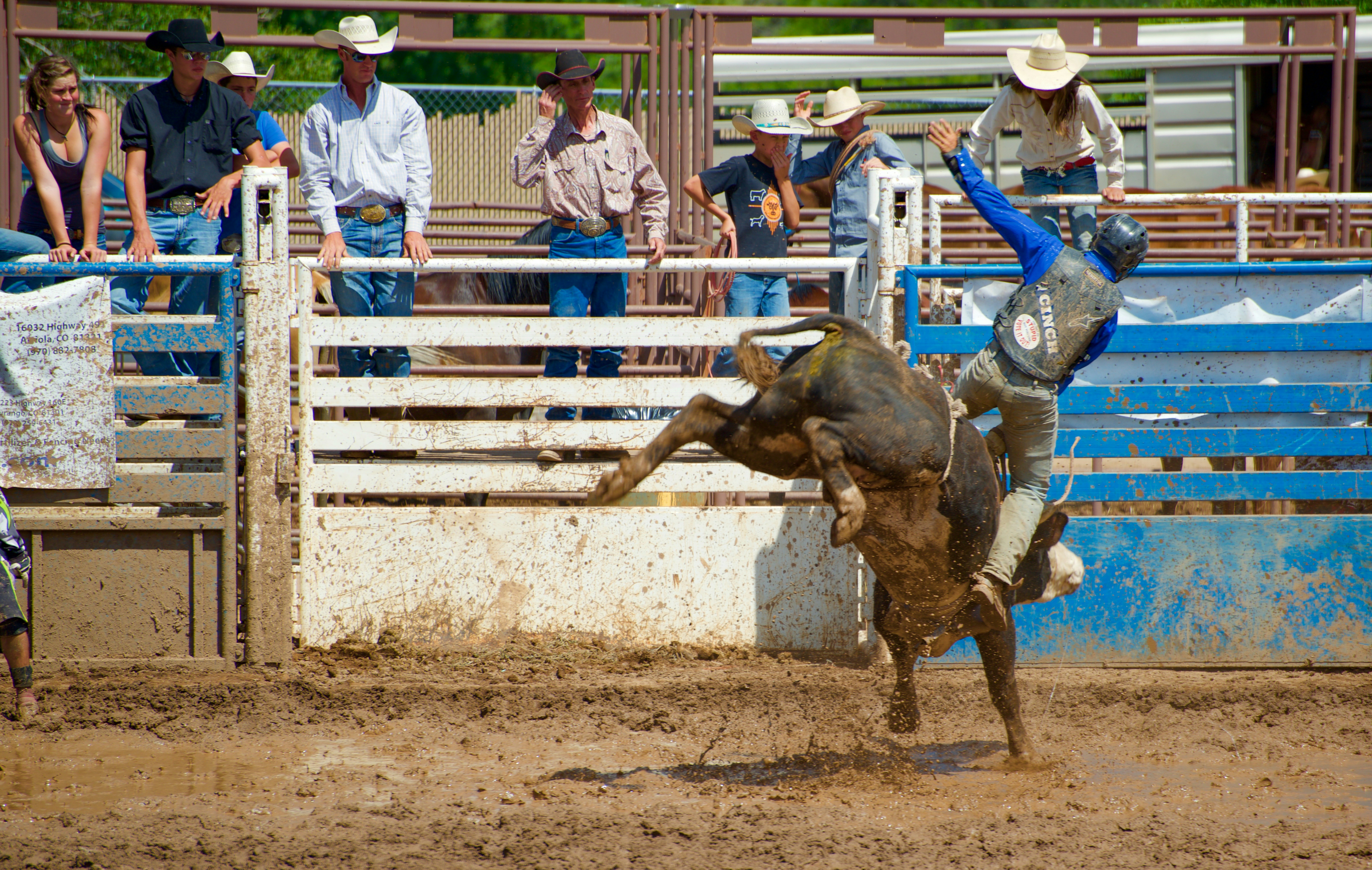 man wearing black vest riding bull besides blue and white metal fence, 