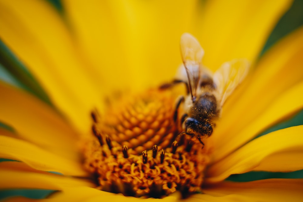 bee on yellow flower macro photography