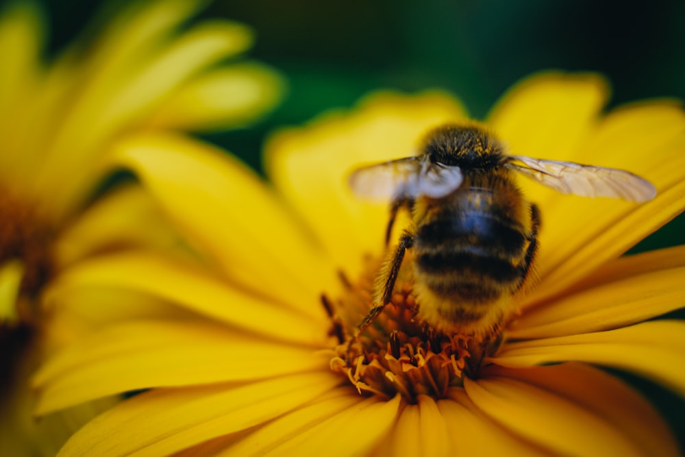 shallow focus photography of yellow bee on flower