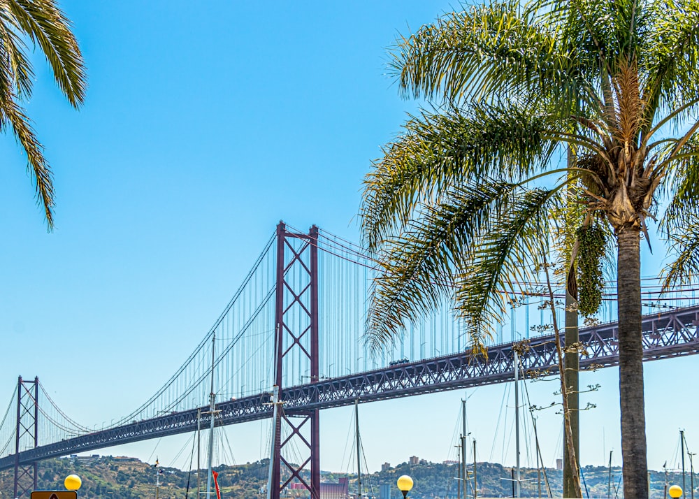 gray bridge near tree