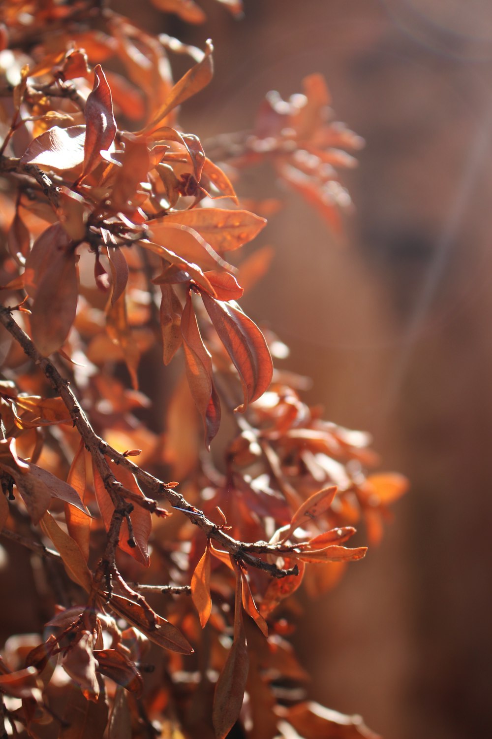 orange-leafed plant