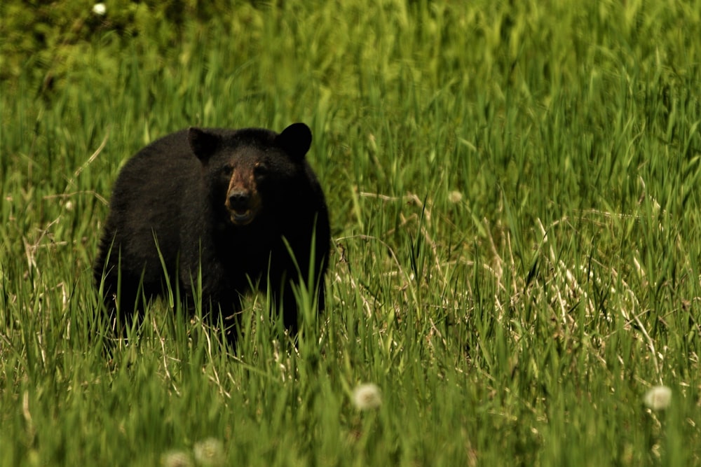 black bear