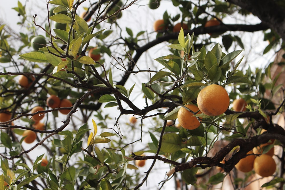 orange fruits in tree