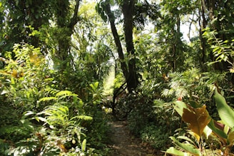 Tropical rainforest trail with lush greenery and sunlight filtering through.